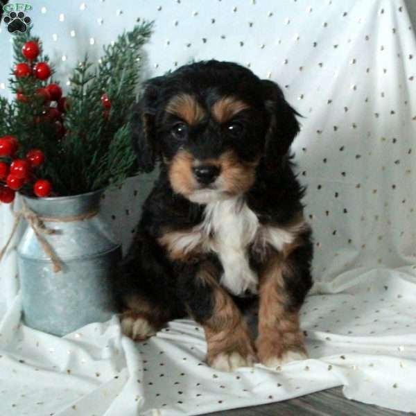 Samson, Cavapoo Puppy