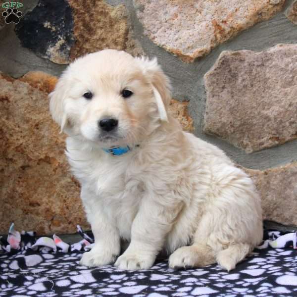 Samson, English Cream Golden Retriever Puppy