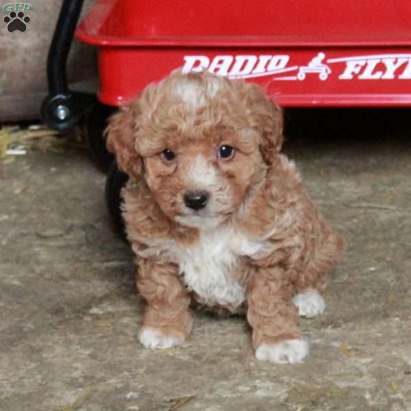 Sandy, Miniature Poodle Mix Puppy