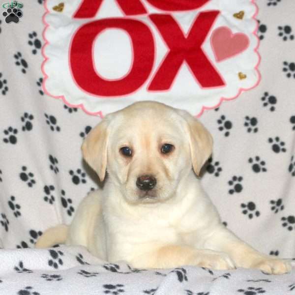 Sandy, Yellow Labrador Retriever Puppy