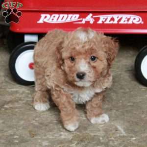 Sandy, Miniature Poodle Mix Puppy