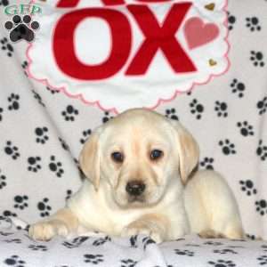 Sandy, Yellow Labrador Retriever Puppy