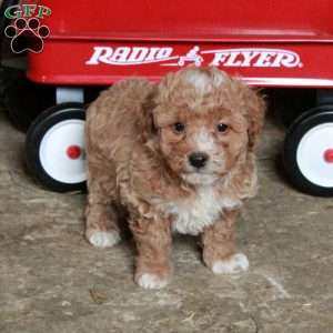 Sandy, Miniature Poodle Mix Puppy