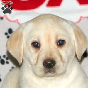 Sandy, Yellow Labrador Retriever Puppy