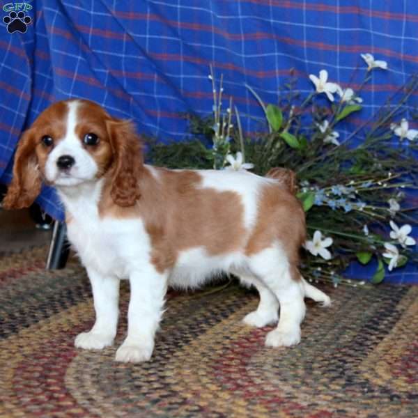 Sandy, Cavalier King Charles Spaniel Puppy