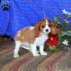 Sandy, Cavalier King Charles Spaniel Puppy