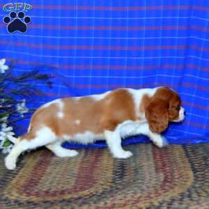 Sandy, Cavalier King Charles Spaniel Puppy