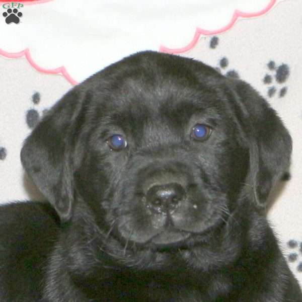 Sanoma, Black Labrador Retriever Puppy