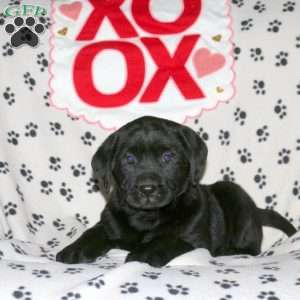 Sanoma, Black Labrador Retriever Puppy