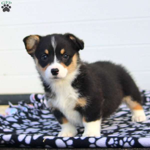 Sara, Pembroke Welsh Corgi Puppy