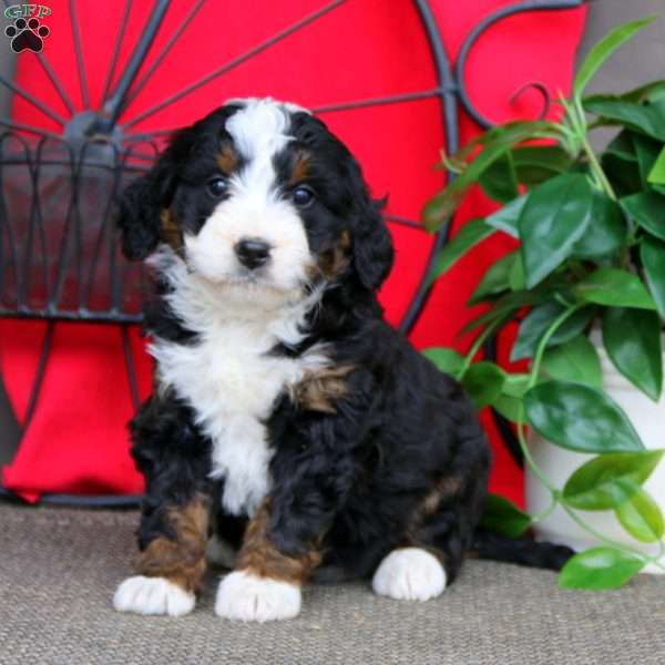 Sara, Mini Bernedoodle Puppy