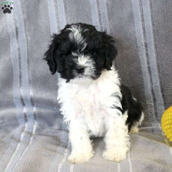 Sarah, Cockapoo Puppy