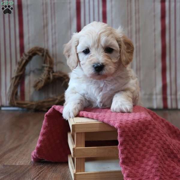 Sarena, Mini Goldendoodle Puppy