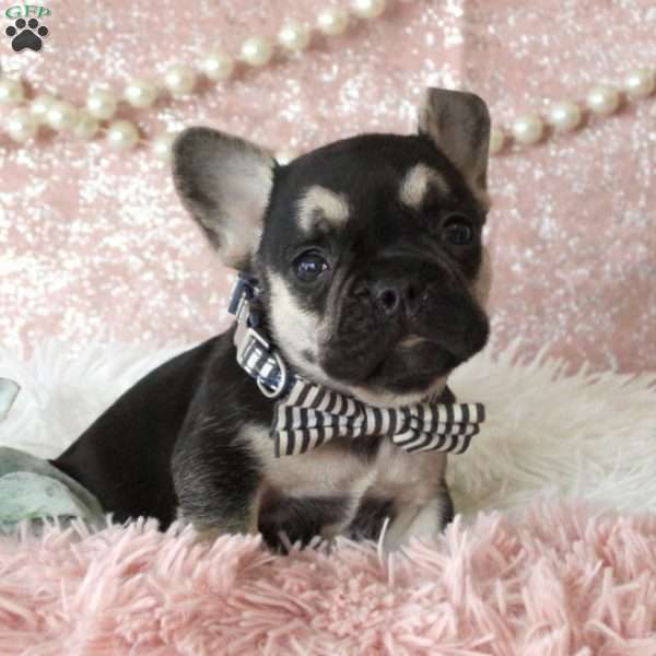 Sarge, French Bulldog Puppy