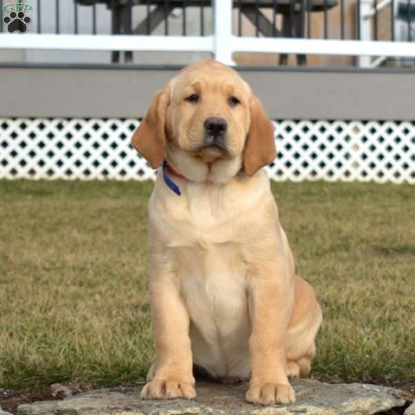 Sarge, Fox Red Labrador Retriever Puppy