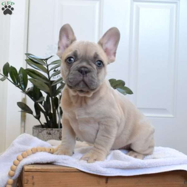 Sarge, French Bulldog Puppy