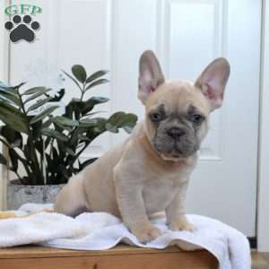 Sarge, French Bulldog Puppy