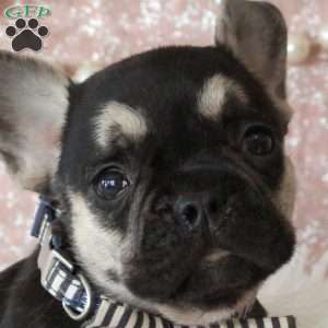 Sarge, French Bulldog Puppy