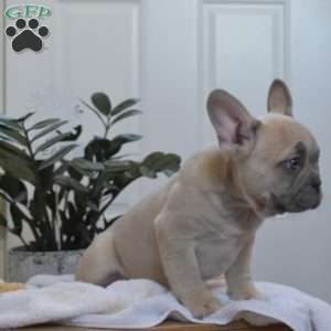 Sarge, French Bulldog Puppy