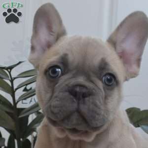 Sarge, French Bulldog Puppy