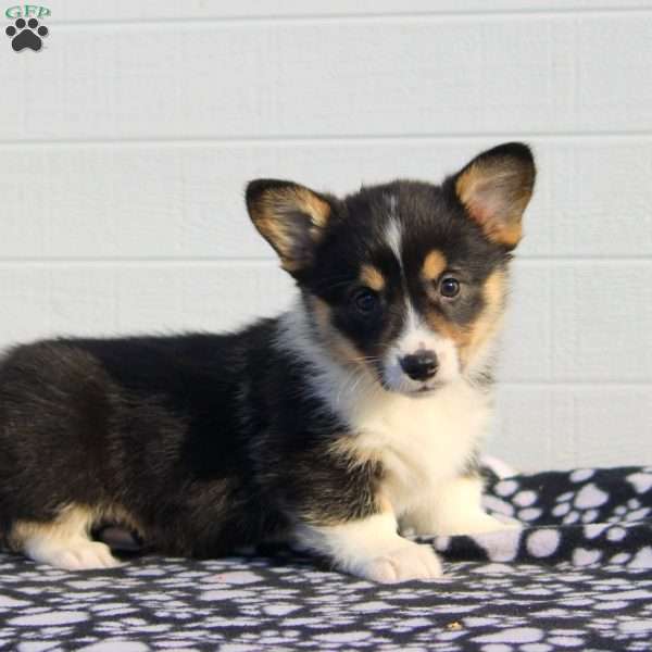 Sasha, Pembroke Welsh Corgi Puppy