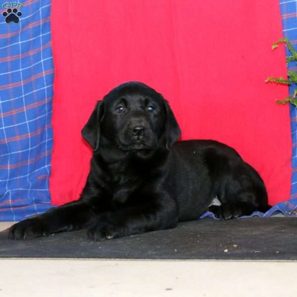 Sasha, Labrador Mix Puppy