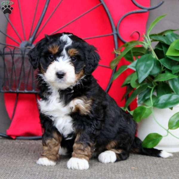 Sasha, Mini Bernedoodle Puppy