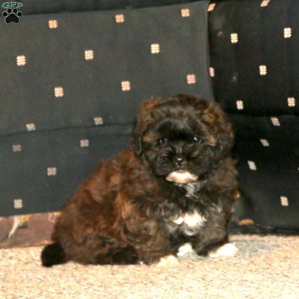 Sasha, Shih-Poo Puppy