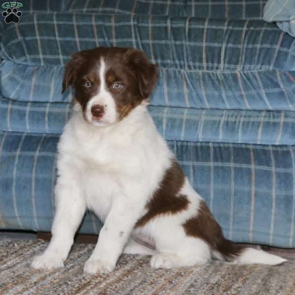 Sasha, Border Collie Mix Puppy