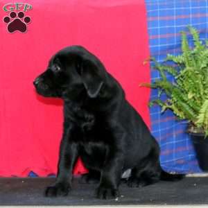 Sasha, Labrador Mix Puppy