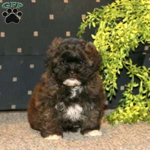 Sasha, Shih-Poo Puppy