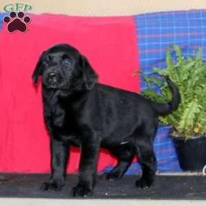 Sasha, Labrador Mix Puppy