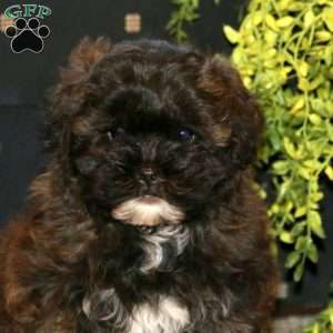 Sasha, Shih-Poo Puppy