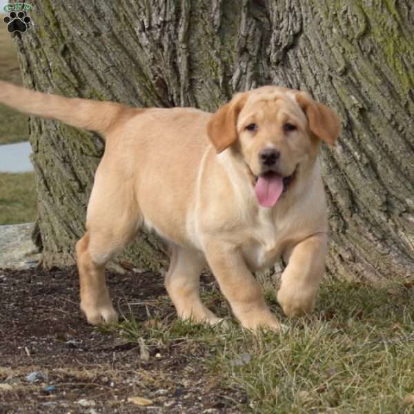 Sassy, Fox Red Labrador Retriever Puppy