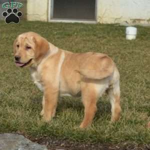 Sassy, Fox Red Labrador Retriever Puppy