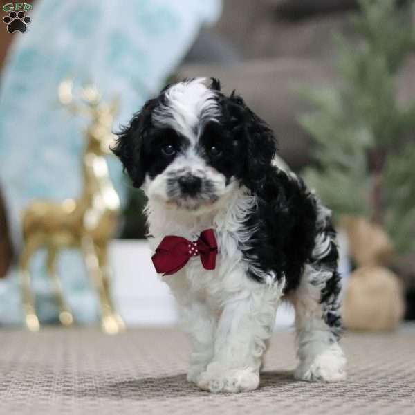 Sawyer, Cockapoo Puppy