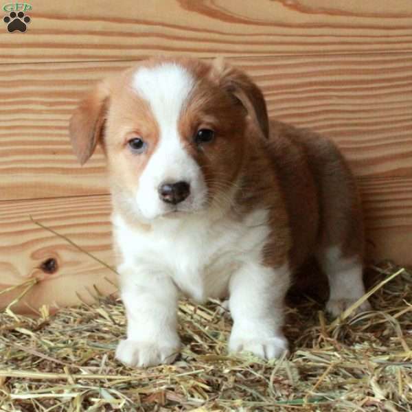 Sawyer, Pembroke Welsh Corgi Puppy