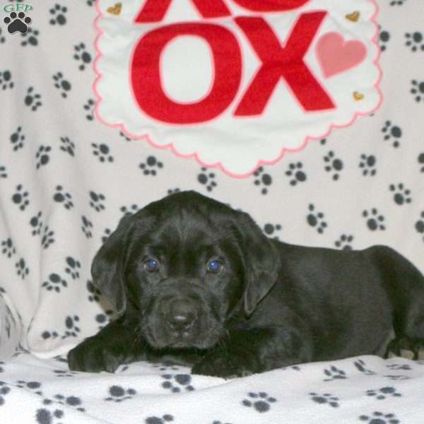 Sawyer, Black Labrador Retriever Puppy