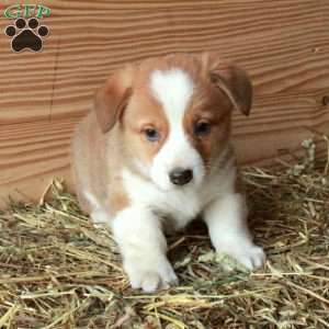 Sawyer, Pembroke Welsh Corgi Puppy