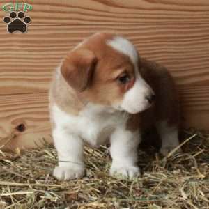 Sawyer, Pembroke Welsh Corgi Puppy