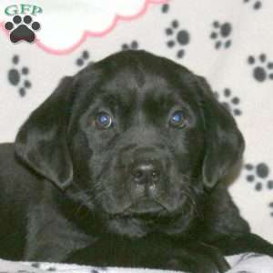 Sawyer, Black Labrador Retriever Puppy