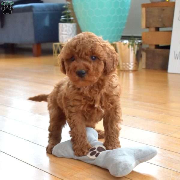 Scamper, Mini Labradoodle Puppy