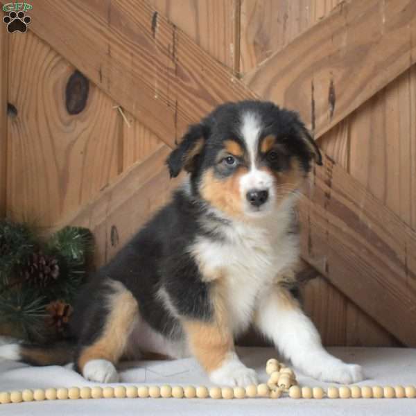 Scamper, Australian Shepherd Puppy