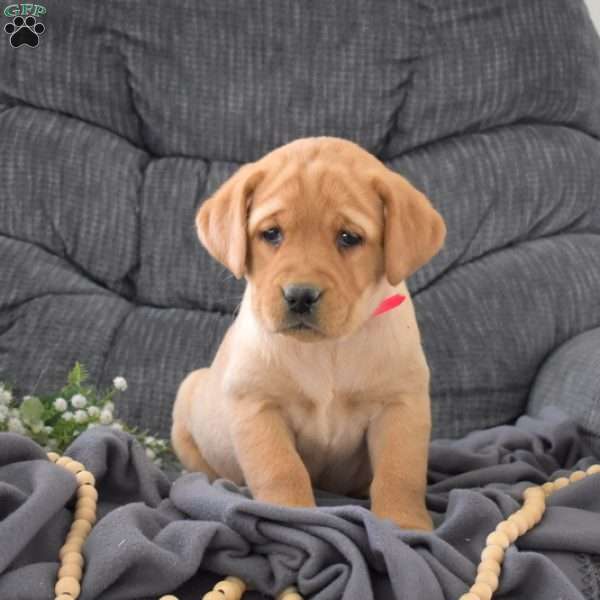 Scarlet, Fox Red Labrador Retriever Puppy