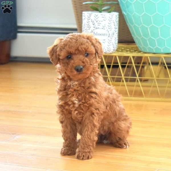 Scarlett, Mini Labradoodle Puppy