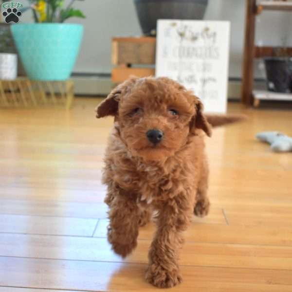 Scarlett, Mini Labradoodle Puppy