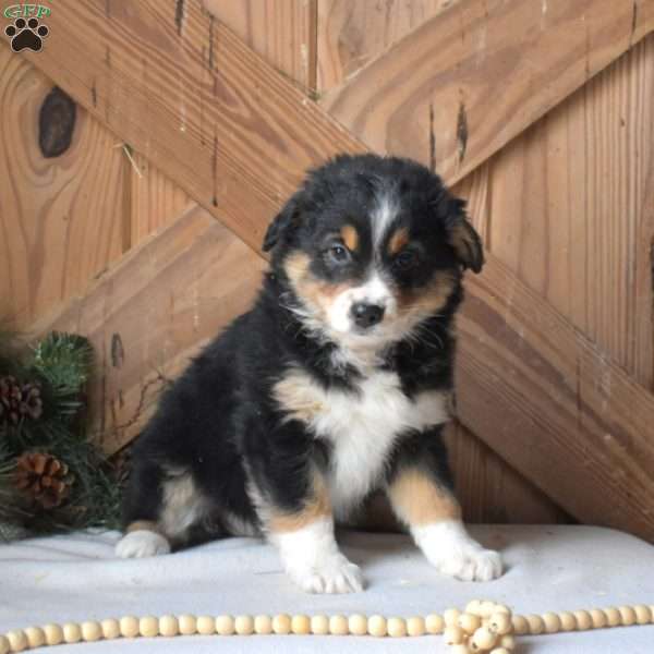 Scarlett, Australian Shepherd Puppy