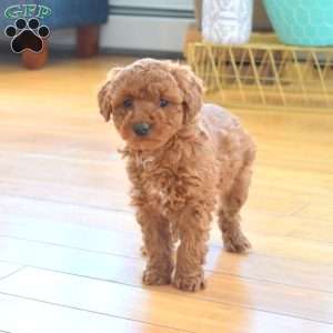 Scarlett, Mini Labradoodle Puppy