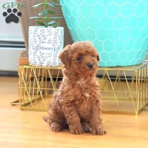 Scarlett, Mini Labradoodle Puppy