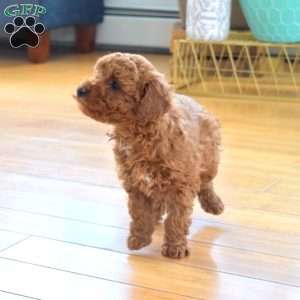 Scarlett, Mini Labradoodle Puppy